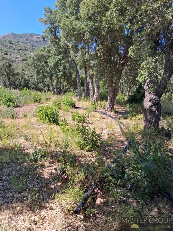 Sari-Solenzara 20145 – Vente de prestige terrain