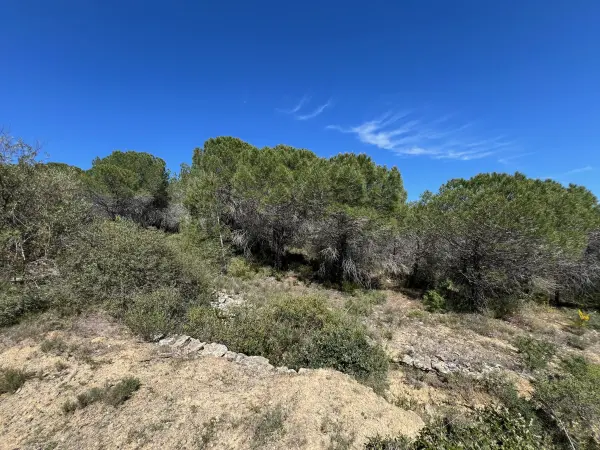La Livinière 34210 – Vente terrain