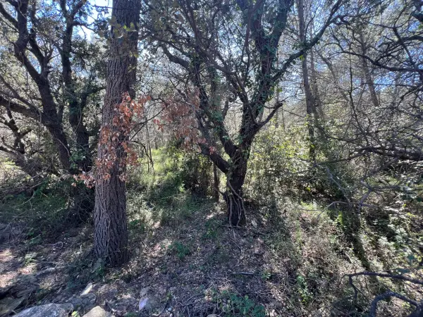 La Livinière 34210 – Vente terrain