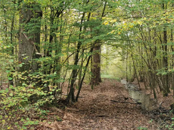 Gièvres 41130 – Vente terrain