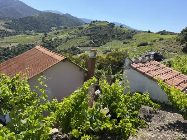 Collioure 66190 – Vente terrain