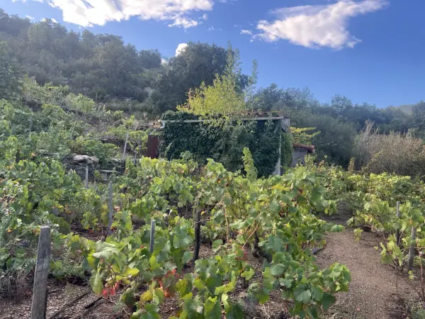 Collioure 66190 – Vente terrain