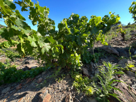 Banyuls-sur-Mer 66650 – Vente terrain