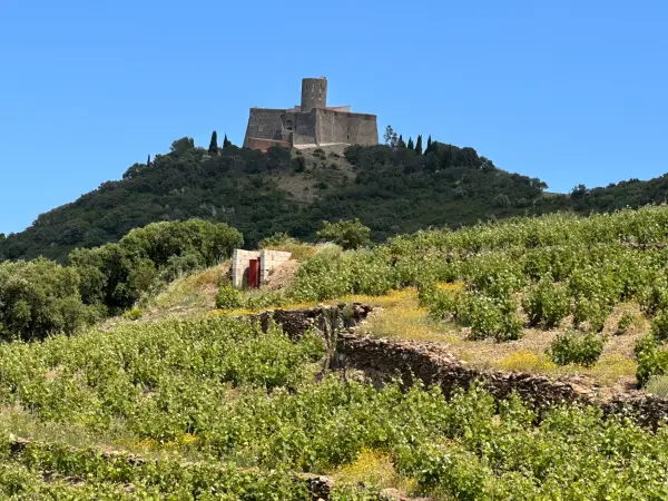 Collioure 66190 – Vente terrain