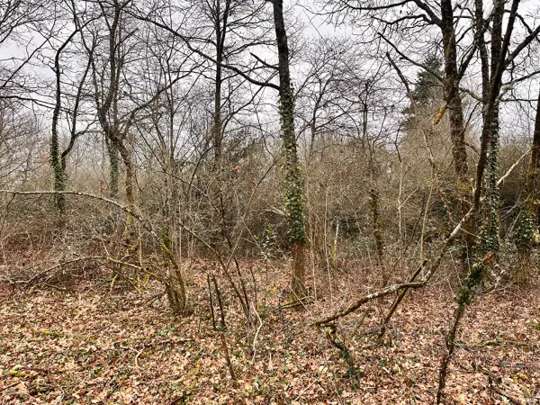 AUBIGNY SUR NERE 18700 – Vente terrain