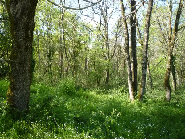 Monsempron-Libos 47500 – Vente terrain