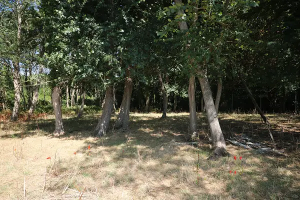 Saint-Just-Luzac 17320 – Vente terrain