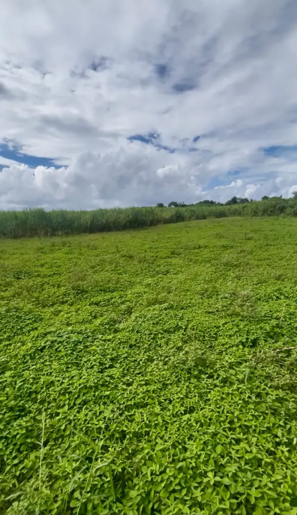 Saint-André 97440 – Vente terrain