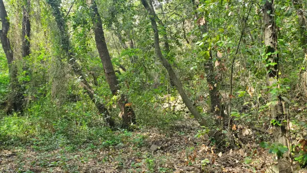 Roquefort-les-Pins 06330 – Vente terrain