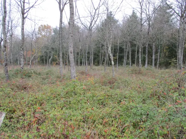 Vaux 86700 – Vente terrain