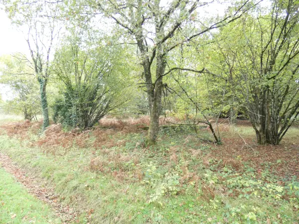 Panazol 87350 – Vente terrain