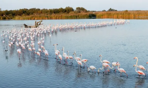 Mauguio 34130 – Vente appartement 1&nbsp;pièce