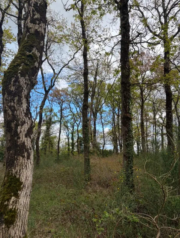 Sallertaine 85300 – Vente terrain
