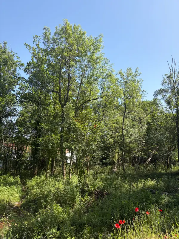 Challans 85300 – Vente terrain