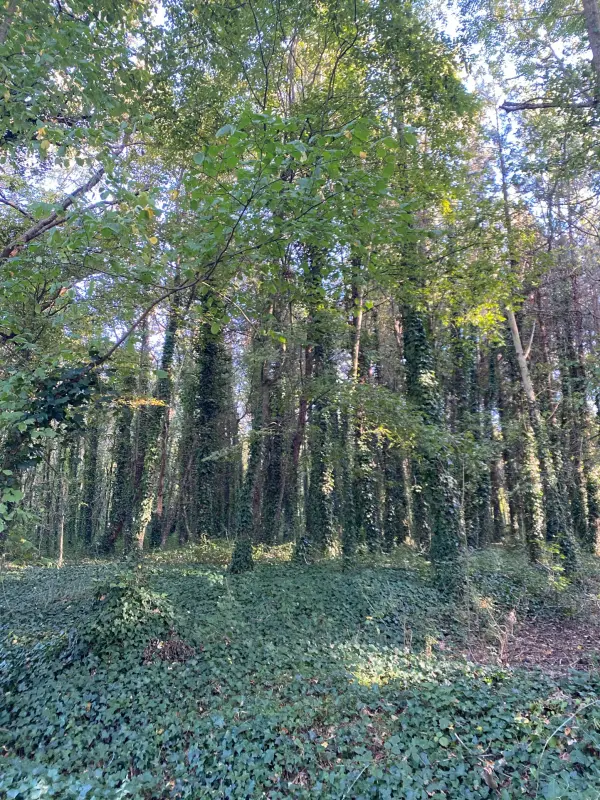 Saint-Gervais 85230 – Vente terrain