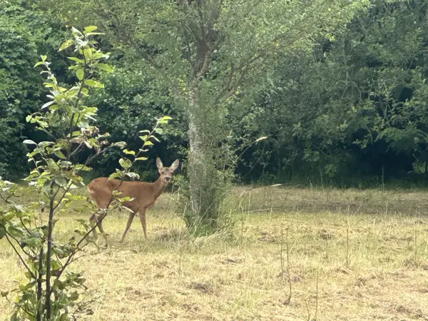 Samoreau 77210 – Vente terrain