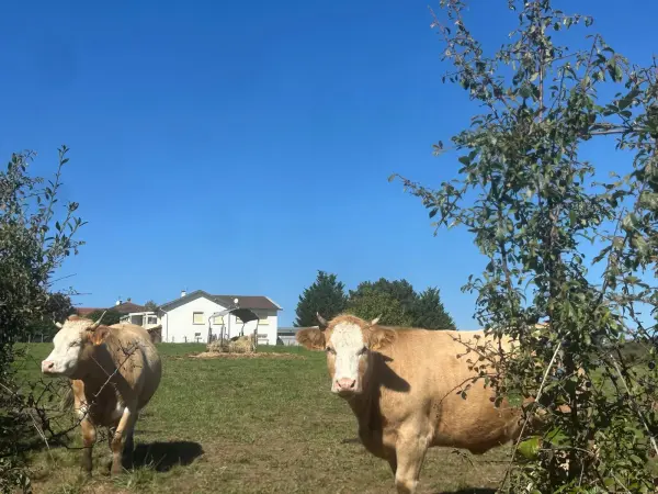 Francheville 69340 – Vente maison/villa 5&nbsp;pièces 4&nbsp;chambres