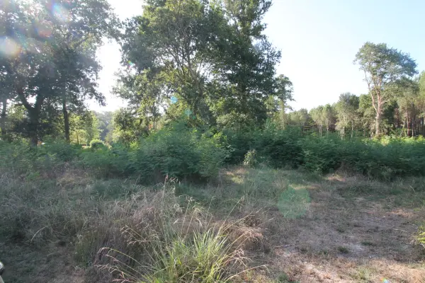 Saint-Paul-en-Born 40200 – Vente terrain